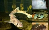 Muzeeaquarium Delfzijl